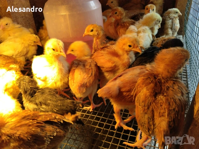 Пилета общоползвателни и бройлерчета, снимка 5 - Кокошки и пуйки - 54164895