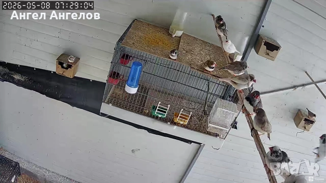 зеброви амадини , снимка 2 - Амадини - 54461210