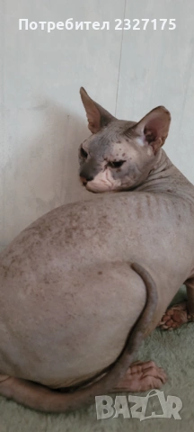 Донски сфинкс , снимка 6 - Сфинксове - 54232769