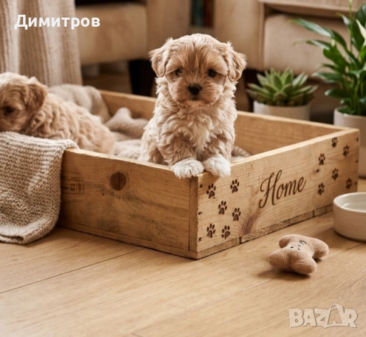 продавам топ кученца малтипу. баща той пудел майка малтийска болонка 