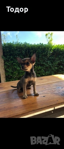 Продавам мини чихуахуа 