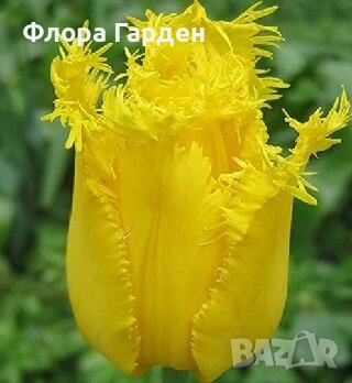 Луковици ЛАЛЕТА - Предварителни поръчки, снимка 6 - Сортови семена и луковици - 55089386