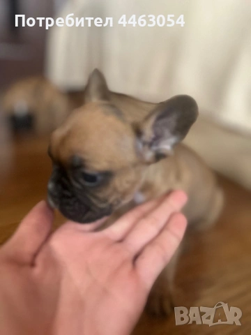 Бебета Френски Булдоци, снимка 9 - Френски булдог - 54174661