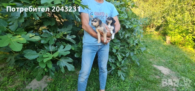 Уникални мини Лабрадорчета, снимка 6 - Други - 55094075