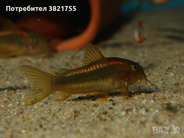 Сомче, сомче corydoras gold laser, gold stripe, снимка 9 - Рибки - 55245469