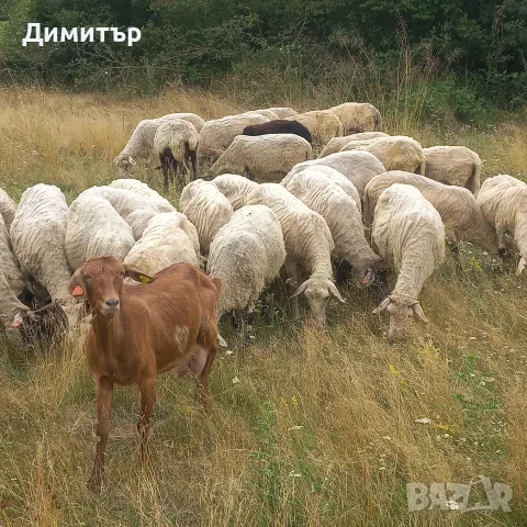 продават се 60 броя овце