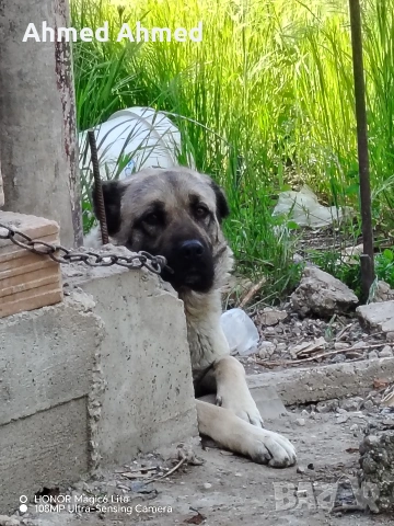 кангал на 2 години 