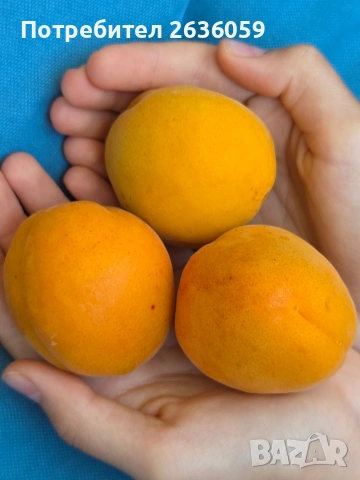 Продавам кайсии на едро., снимка 4 - Домашни продукти - 55043705
