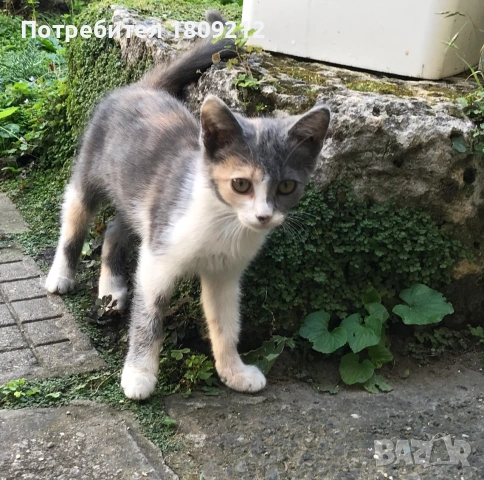 Малко коте, котенце, снимка 2 - Други - 55200478