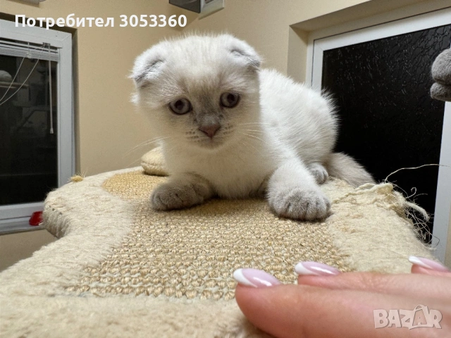 Шотландски късокосмести котенца, снимка 3 - Британска късокосместа - 54502703