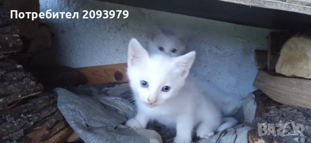 Бели котета с разноцветни очи, снимка 3 - Други - 54895027