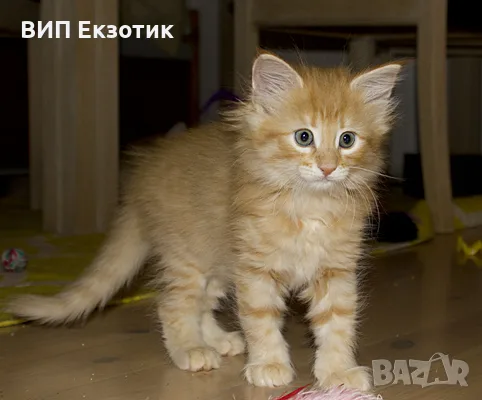 ПРОДАВА НОРВЕЖКА ГОРСКА КОТКА