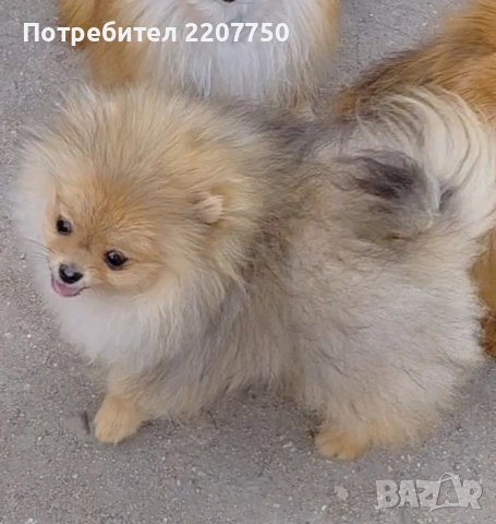 продавам померан 