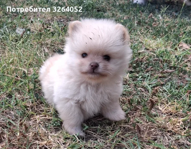 Померанче момче , снимка 4 - Померан - 55657099