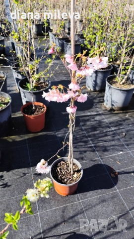 Японска Вишна, Prunus Accolade, снимка 10 - Градински цветя и растения - 54116099