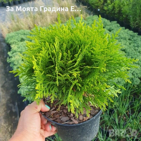 Кълбовидна Туя - Западна Даника, снимка 8 - Градински цветя и растения - 54020326