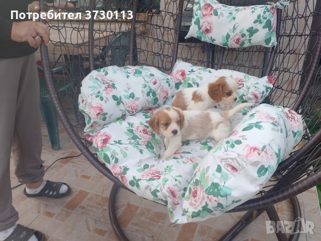 Продава Кинг Чарлз Кавалер, снимка 6 - Кавалер кинг чарлз шпаньол - 54413603