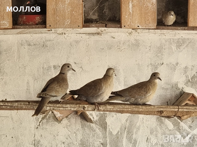 Гугутки диви Гугутки , снимка 4 - Гълъби - 55244885