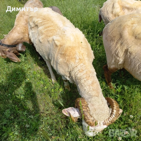 овен, овце,агне,кози,ярета, снимка 3 - Овце - 54721319