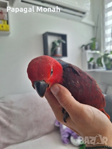 ръчно хранени папагали Еклектус , снимка 4 - Папагали - 54259693