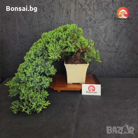 Ексклузивен Бонсай: 12-годишна Иглолистна Хвойна (Juniperus procumbens 'Nana')