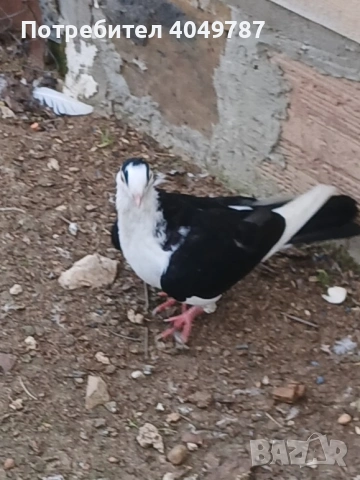 румънски галацини