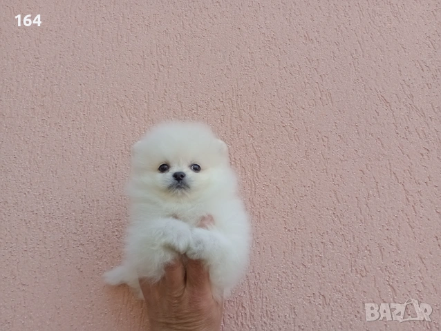 Померани. Реални снимки от 19.04.26 г. , снимка 12 - Померан - 54219294