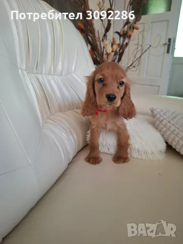кокер шпаньолчета