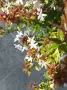 Абелия Грандифлора Прострата, Аbelia Grandiflora Prostrata!!!, снимка 4
