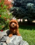 Кавапу Cavapoo !!!, снимка 1