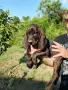 Кученца Плодхаунд, снимка 3