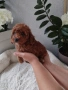 Той Пудел Poodle toi , снимка 1