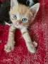 Подаряват се котета на около 2 месеца, снимка 2