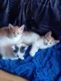 Подарявам котенца!, снимка 1