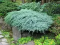 Juniperus squamata ‘Blue Carpet’-Юниперус син килим, снимка 2