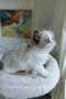 Ragdoll рагдол/регдол  котe , снимка 2