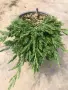 Juniperus horizontalis ‘Pancake’ (Хвойна ‘Pancake’ – „Палачинка“), снимка 1