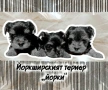 Йоркширски териер , снимка 4