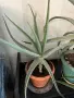 Продавам Алое Вера (Aloe Vera) , снимка 2