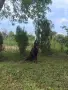 Доберман женски, снимка 2
