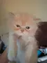 Уникални персийски котенца , снимка 10