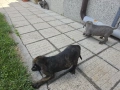 Кучета Кане Корсо, снимка 2
