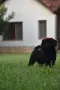 Той пудел Toy poodle, снимка 7