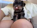 мини Йоркширски Териер момченце, снимка 4