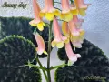 Смитианта (Smithiantha) Sunny Day, снимка 4