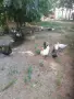 Продавам патици, снимка 1