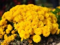 Продавам разсад на ниски Хризантеми есенни, снимка 1
