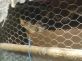 папагали корели, снимка 2