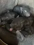 Виетнамски прасета , снимка 1