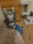Котенца Мейн Куун, снимка 3